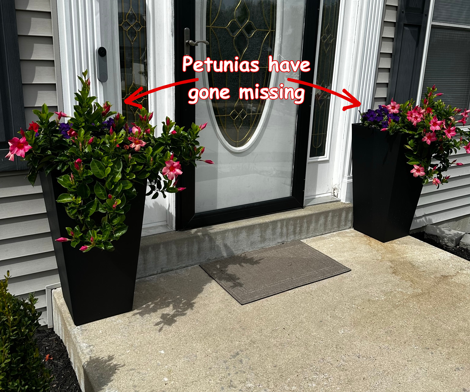 Porch Pirate Failure: Mandevilla!