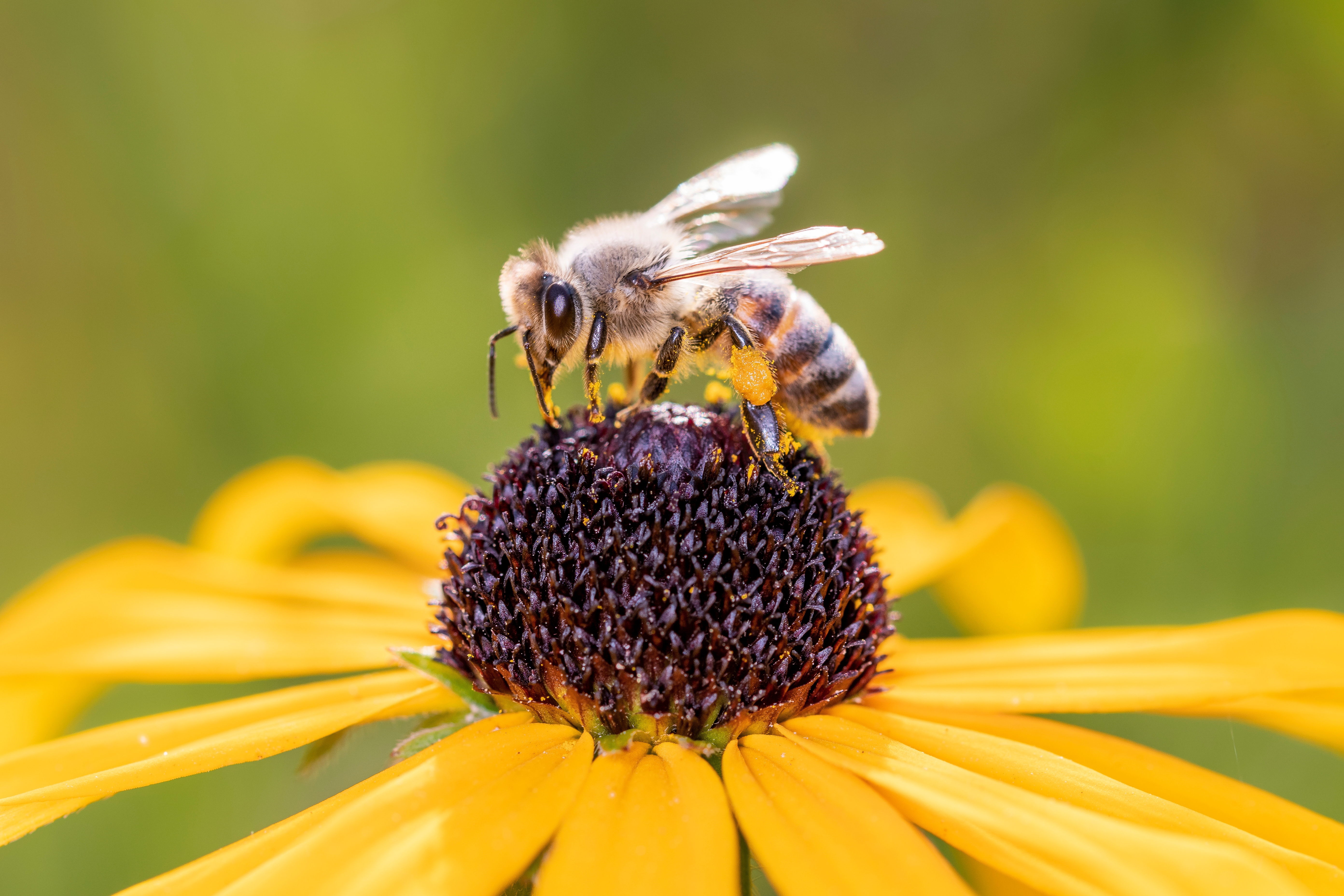 Blossoming Havens: Crafting a Pollinator-Friendly Garden