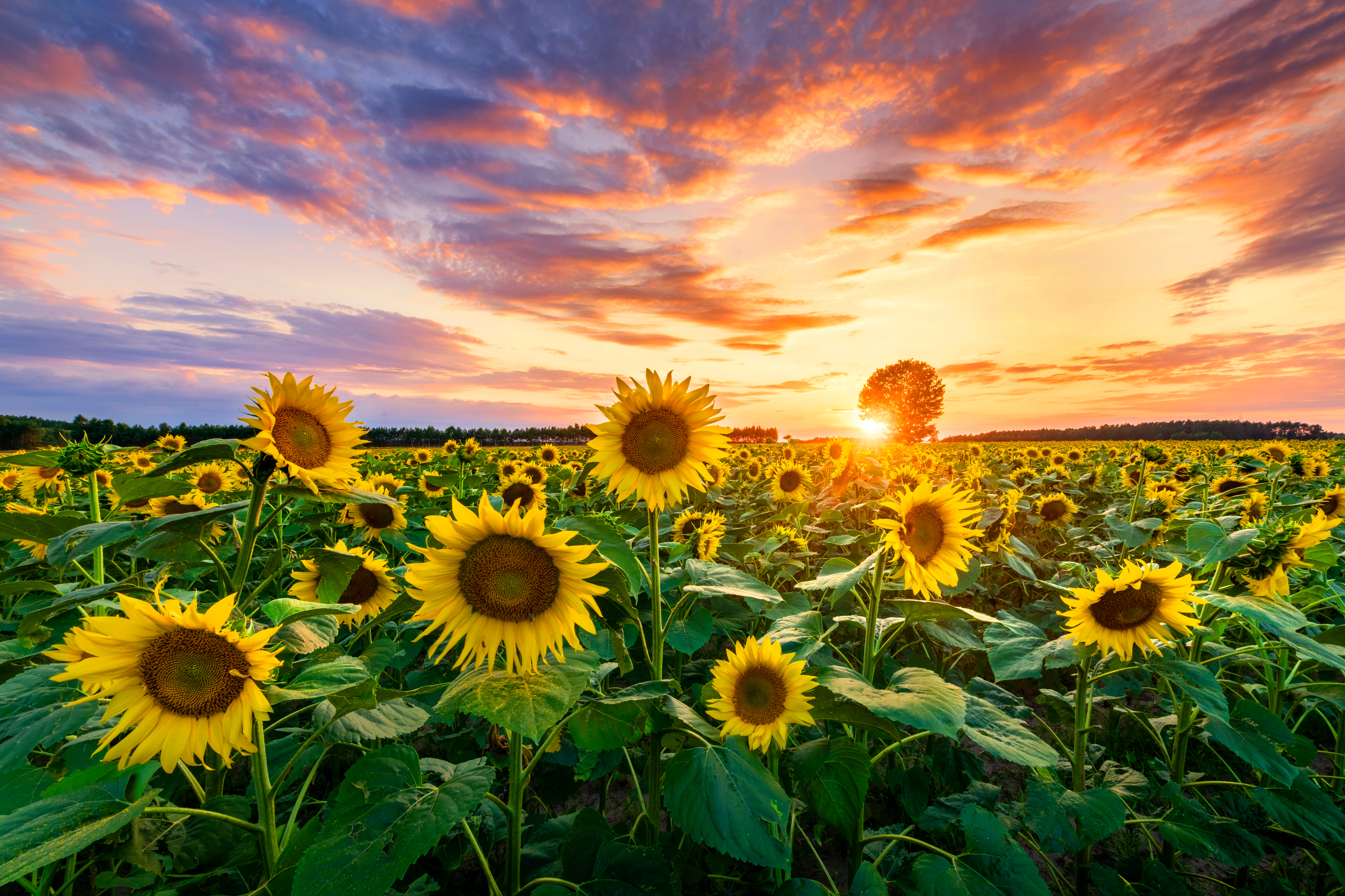 Gardening Under the Sky: Mastering the Art of Sun and Shade