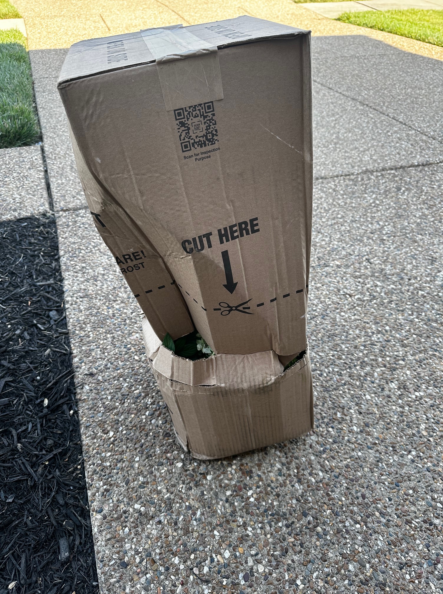 A Tale of Caution and Triumph: Mastering Online Plant Orders