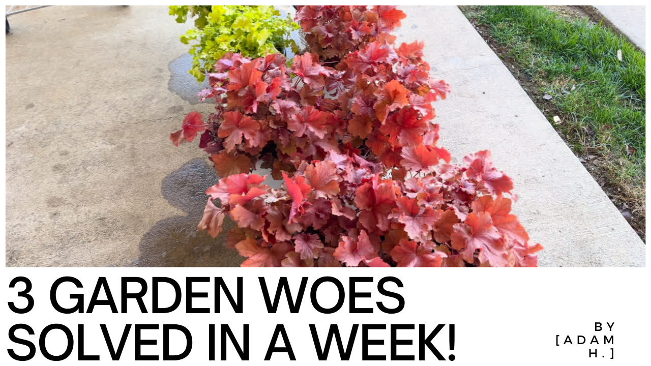 The Garden Chronicles: Unveiling Treasures in Our Best Week Yet