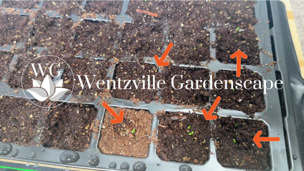 Seeds of Tradition: A Journey Back to Basics in Garden Growth