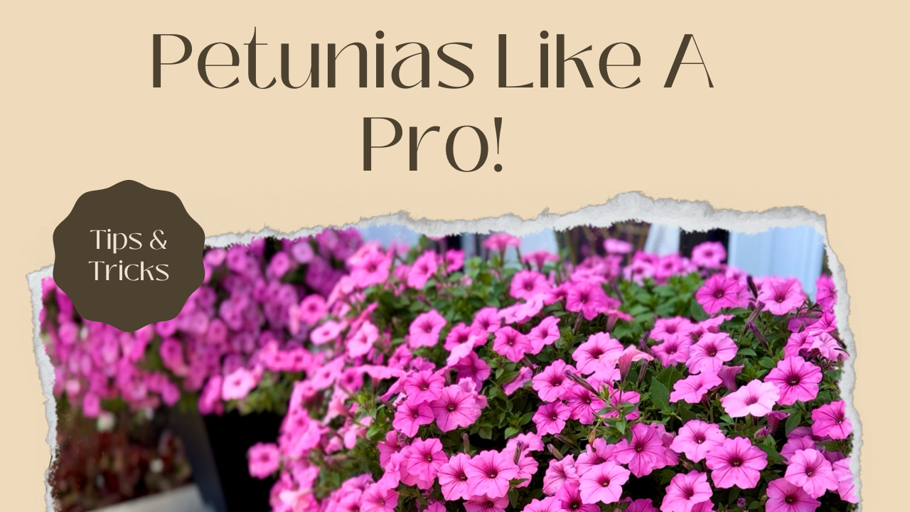 Petunias Like a Pro!